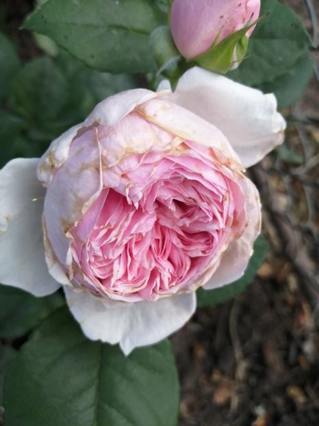  - Trandafiri 2020_2022 2023