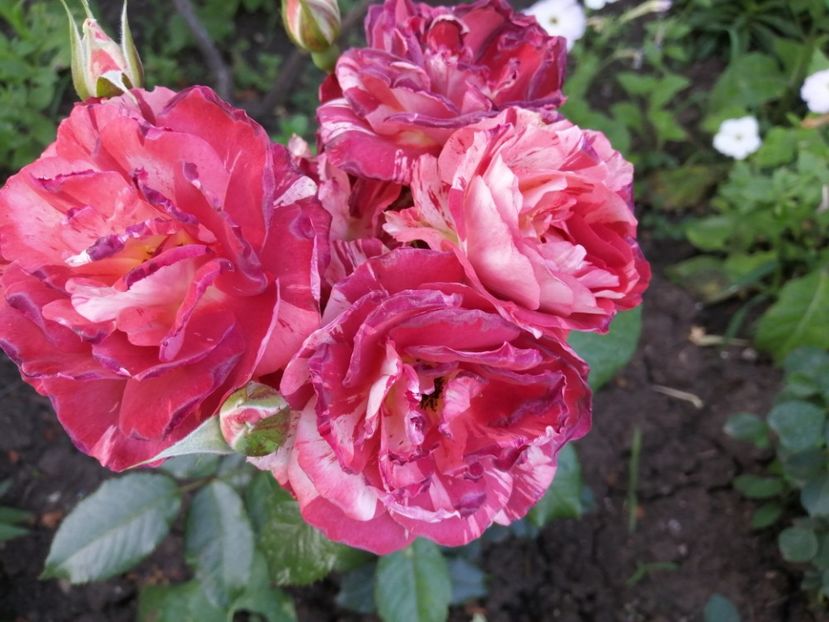  - Trandafiri 2020_2022 2023