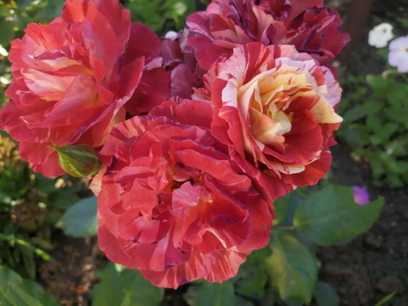  - Trandafiri 2020_2022 2023