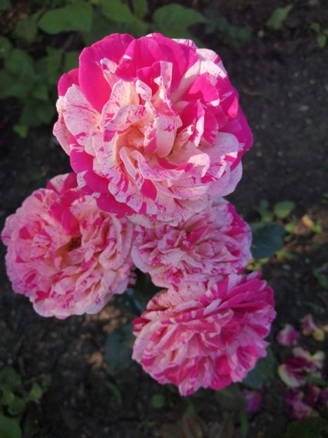  - Trandafiri 2020_2022 2023