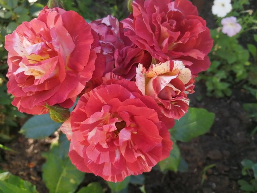  - Trandafiri 2020_2022 2023