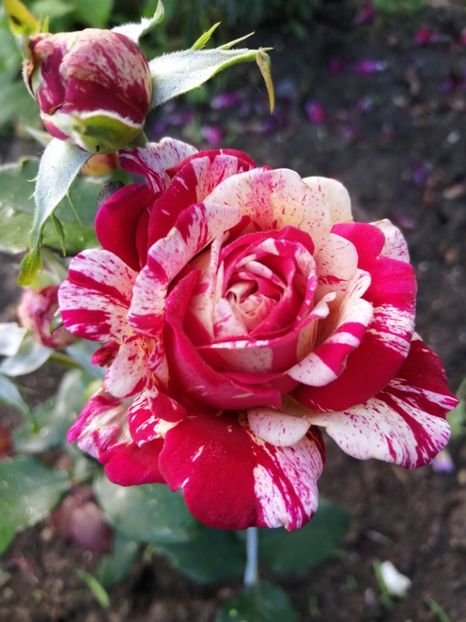  - Trandafiri 2020_2022 2023