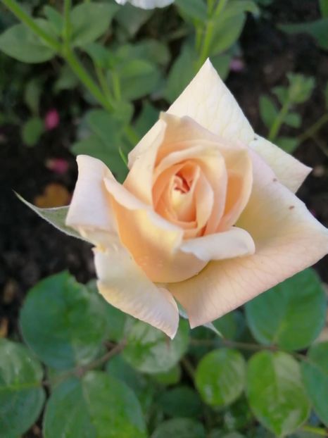  - Trandafiri 2020_2022 2023