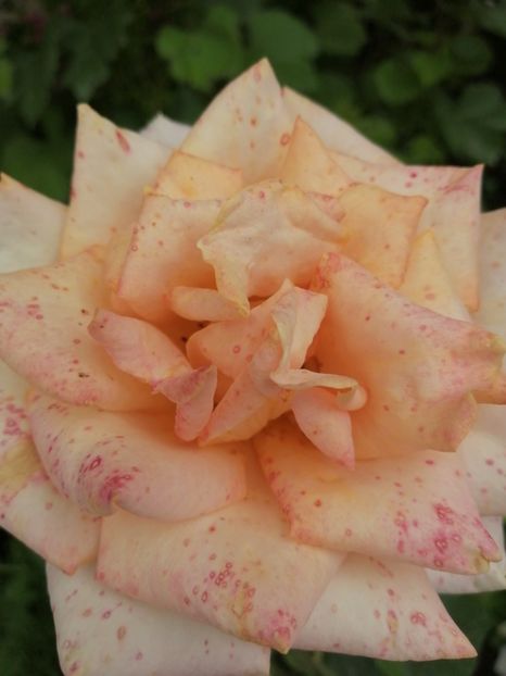  - Trandafiri 2020_2022 2023