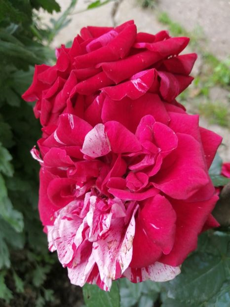  - Trandafiri 2020_2022 2023