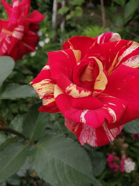  - Trandafiri 2020_2022 2023