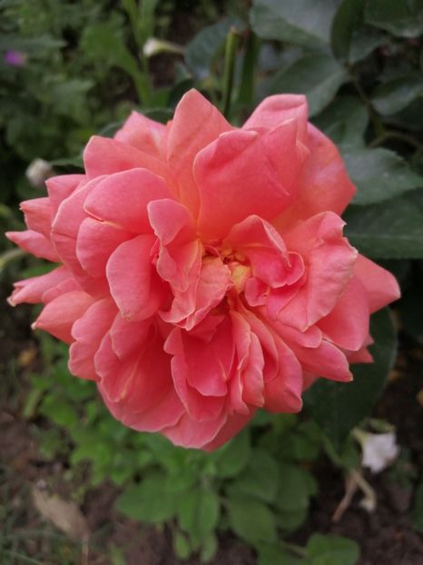  - Trandafiri 2020_2022 2023