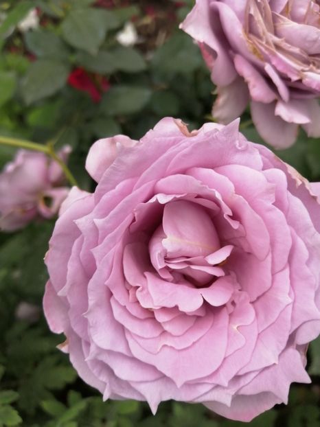  - Trandafiri 2020_2022 2023