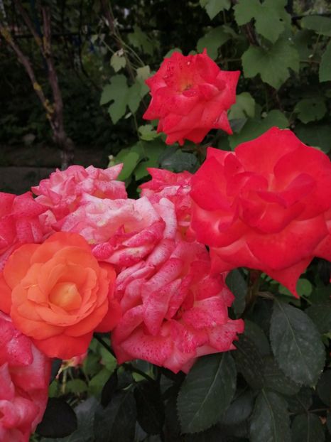  - Trandafiri 2020_2022 2023