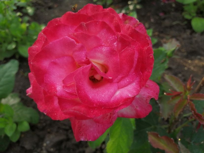  - Trandafiri 2020_2022 2023