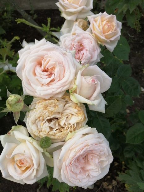  - Trandafiri 2020_2022 2023