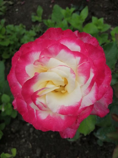  - Trandafiri 2020_2022 2023