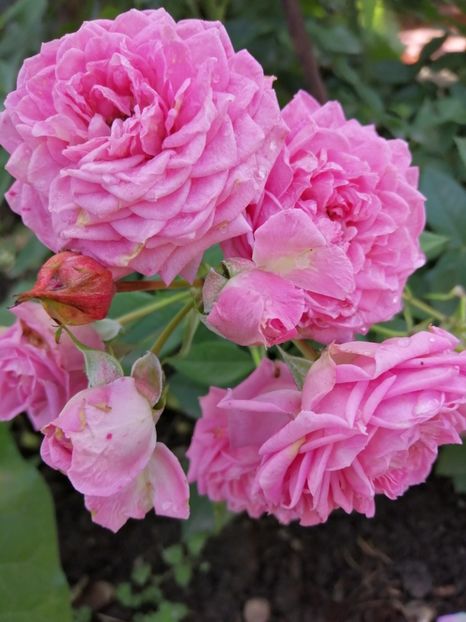  - Trandafiri 2020_2022 2023