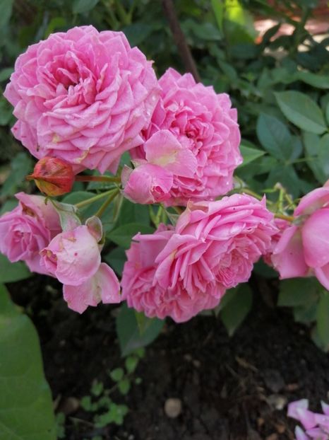  - Trandafiri 2020_2022 2023