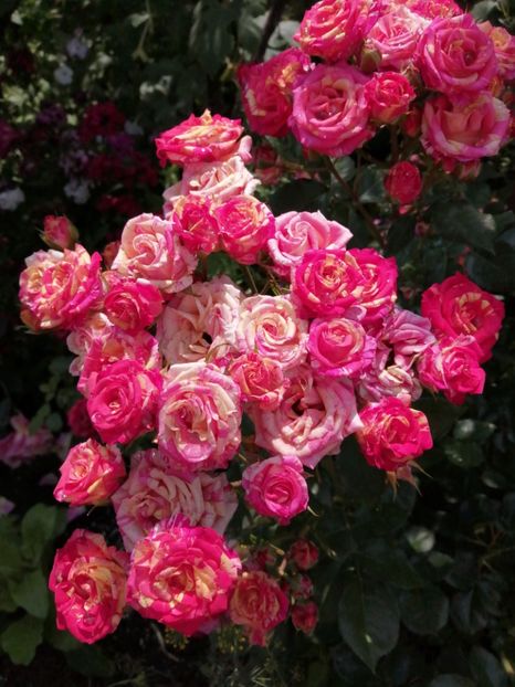  - Trandafiri 2020_2022 2023