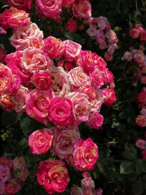  - Trandafiri 2020_2022 2023