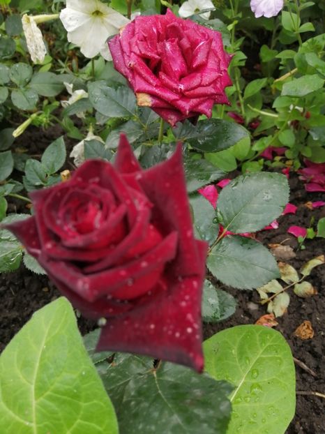  - Trandafiri 2020_2022 2023