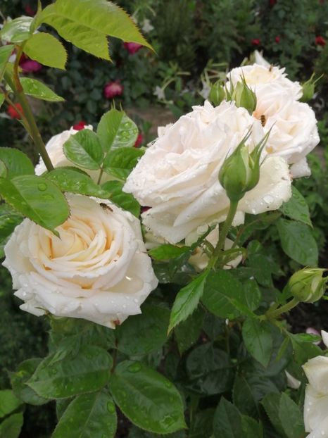  - Trandafiri 2020_2022 2023