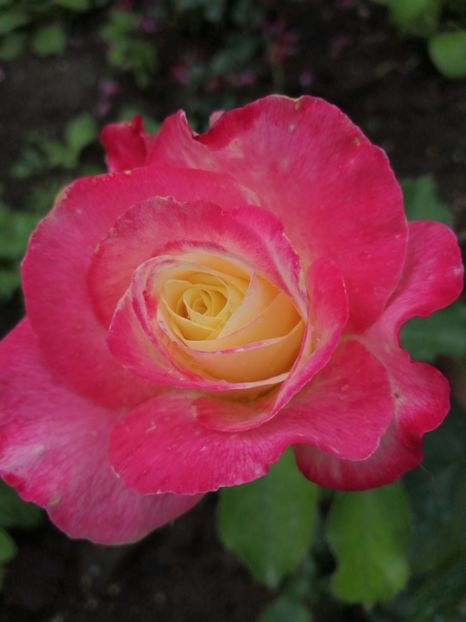  - Trandafiri 2020_2022 2023