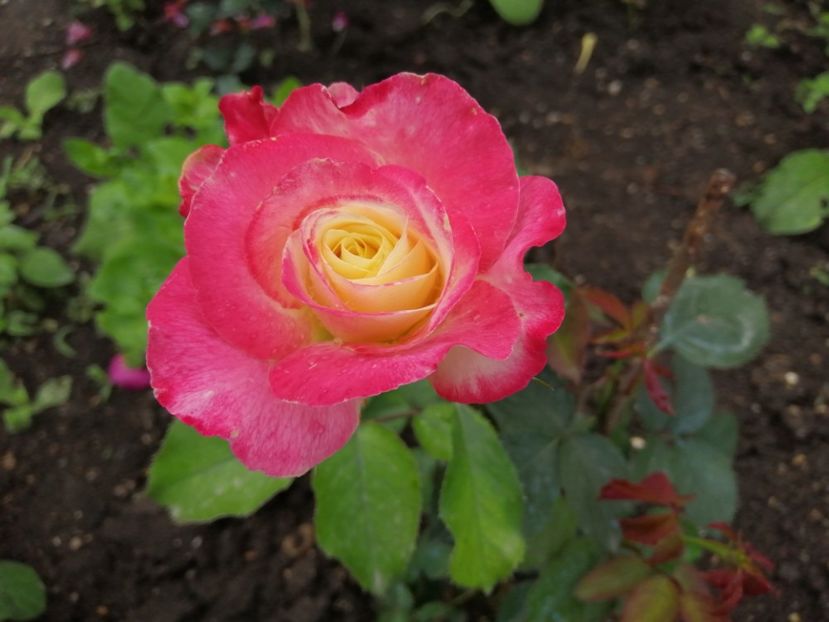  - Trandafiri 2020_2022 2023