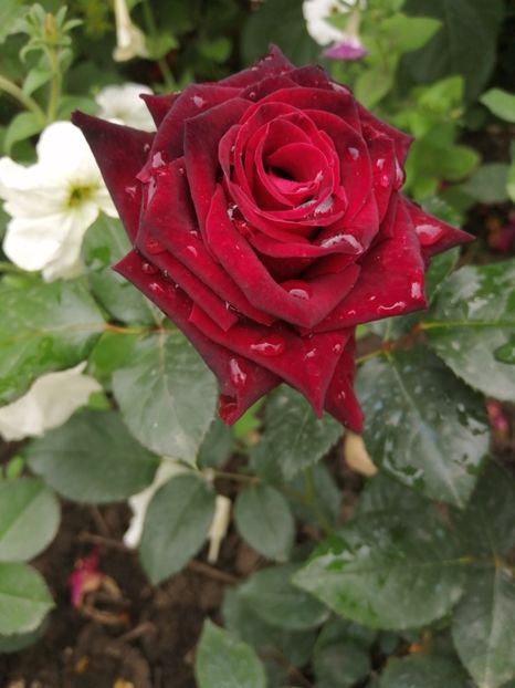  - Trandafiri 2020_2022 2023