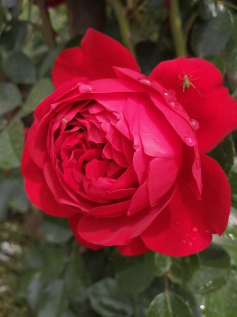  - Trandafiri 2020_2022 2023