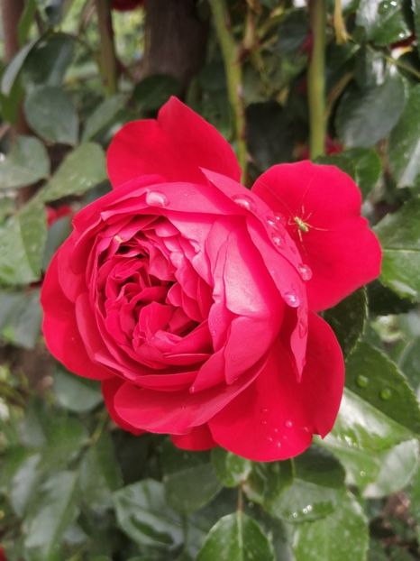  - Trandafiri 2020_2022 2023