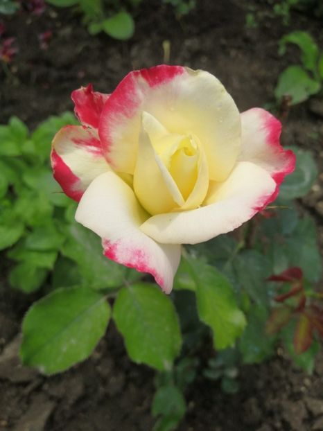  - Trandafiri 2020_2022 2023