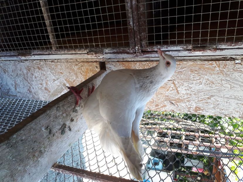  - DE VANZARE IULIE 2020