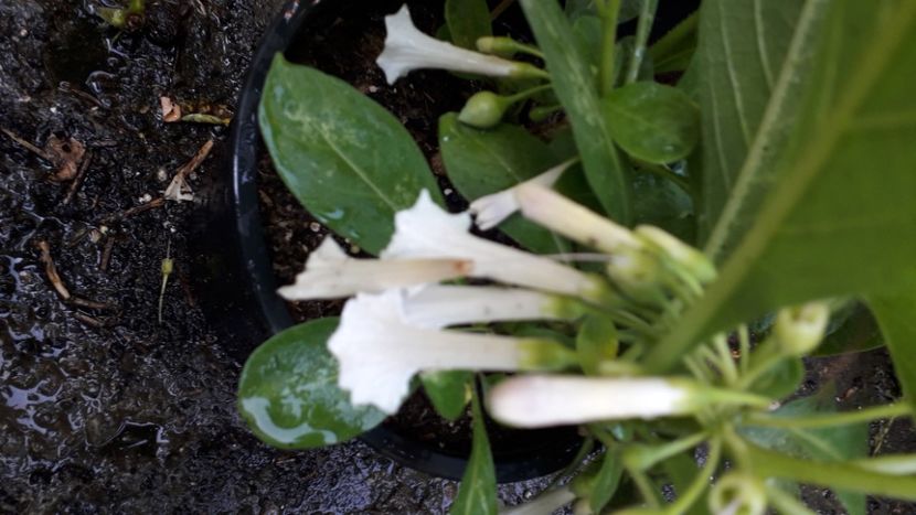  - Iochroma Interspecific White Knight