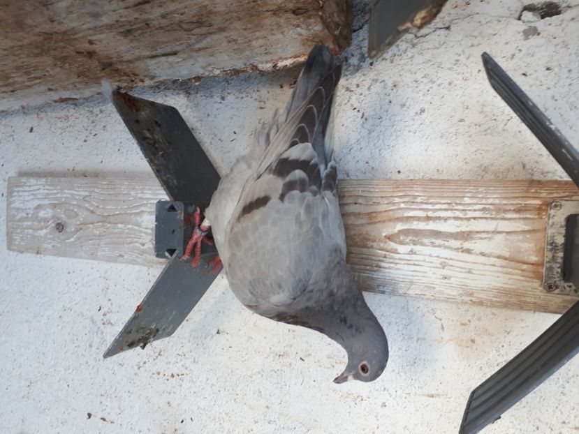  - DE VANZARE IULIE 2020