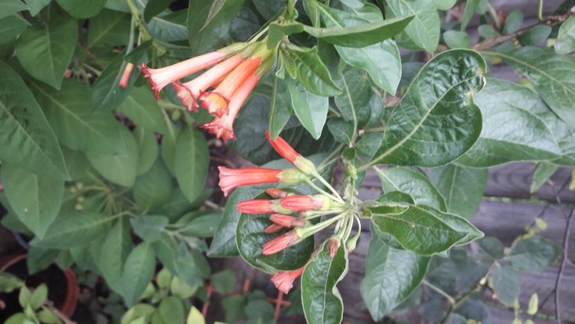  - Talmeș balmeș 2020