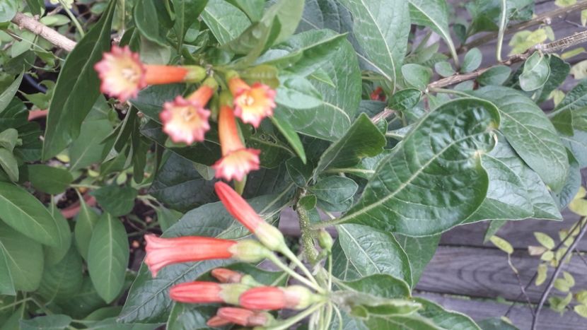  - Talmeș balmeș 2020