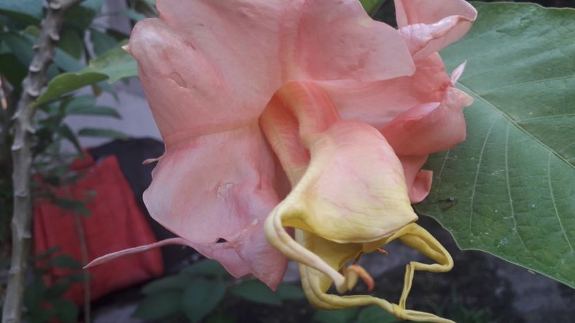  - Talmeș balmeș 2020