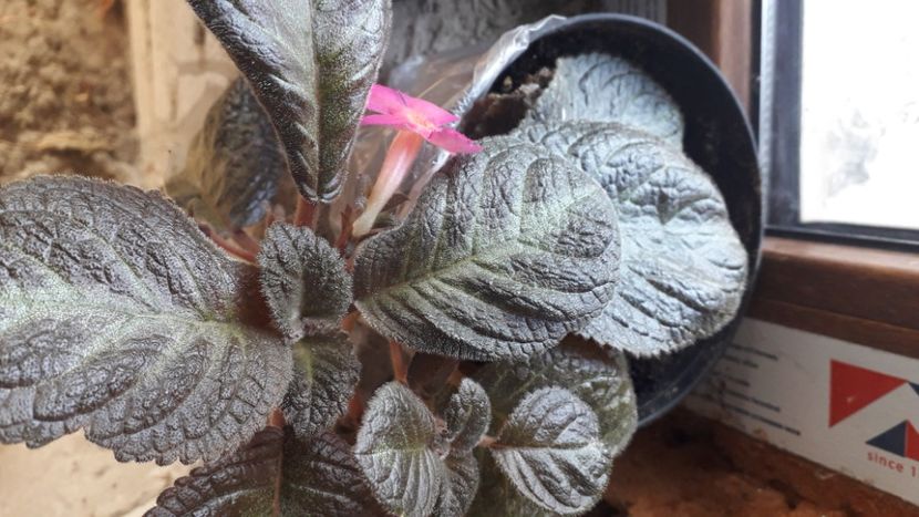  - Talmeș balmeș 2020