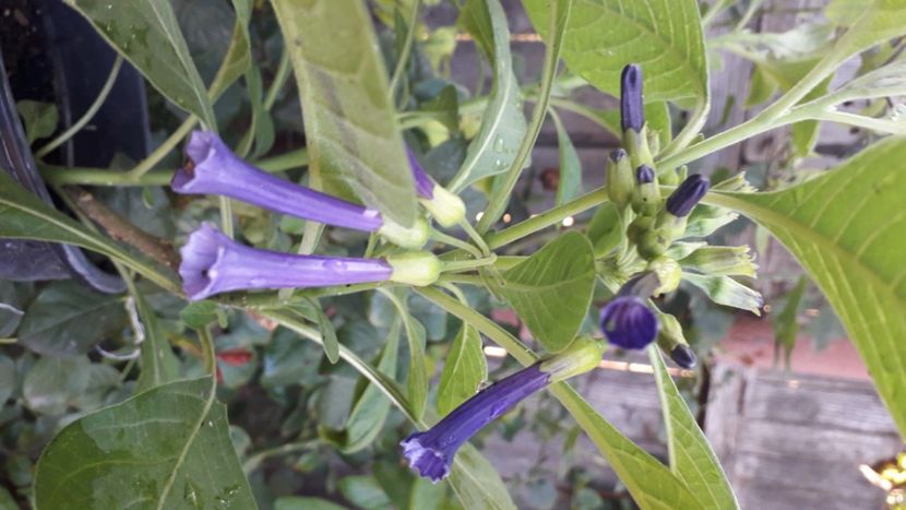  - Talmeș balmeș 2020