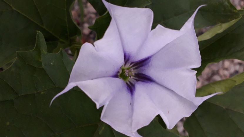  - Talmeș balmeș 2020