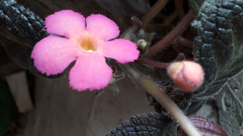  - Talmeș balmeș 2020