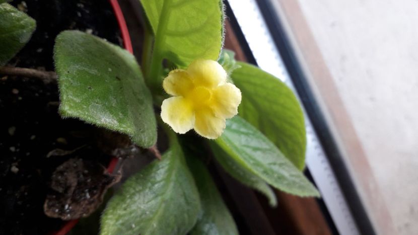  - Talmeș balmeș 2020