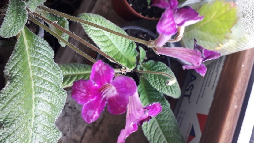  - Talmeș balmeș 2020