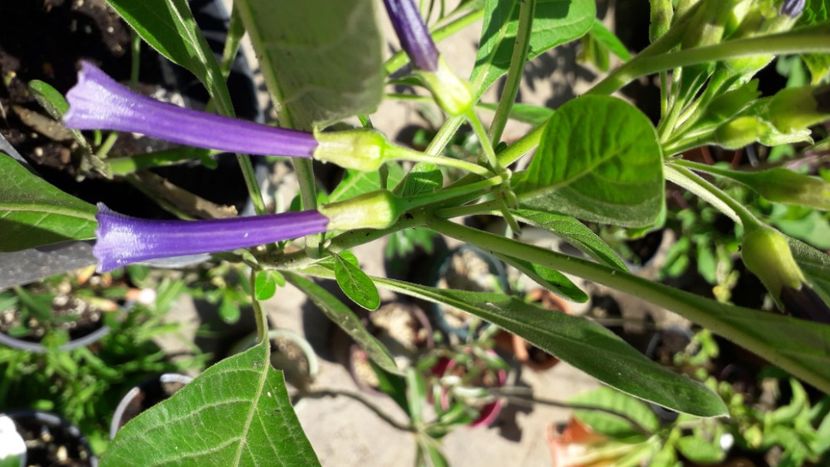  - Talmeș balmeș 2020