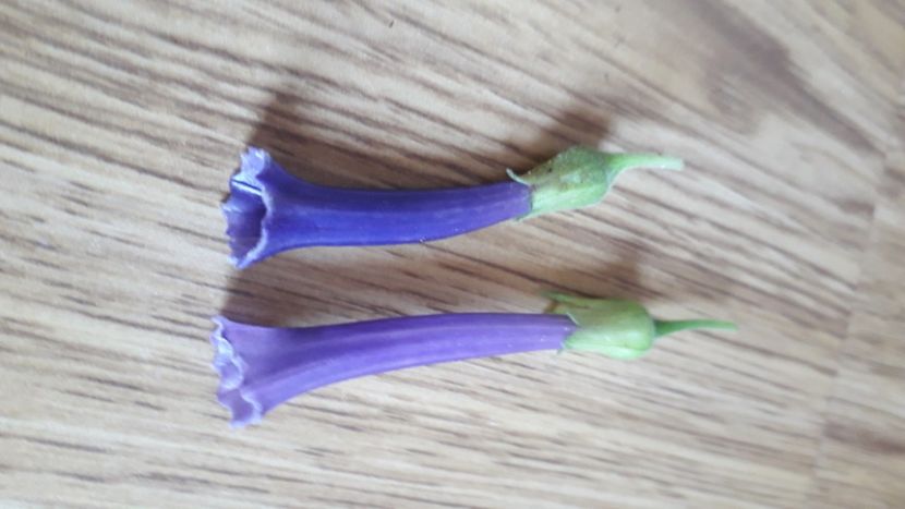  - Talmeș balmeș 2020