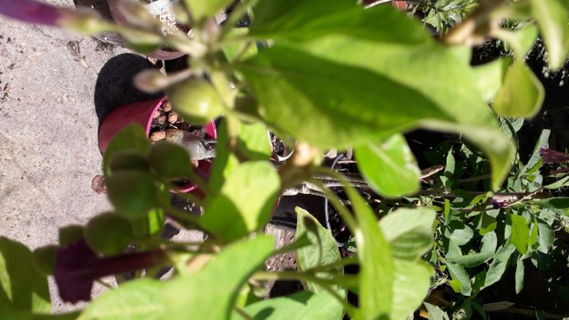  - Talmeș balmeș 2020