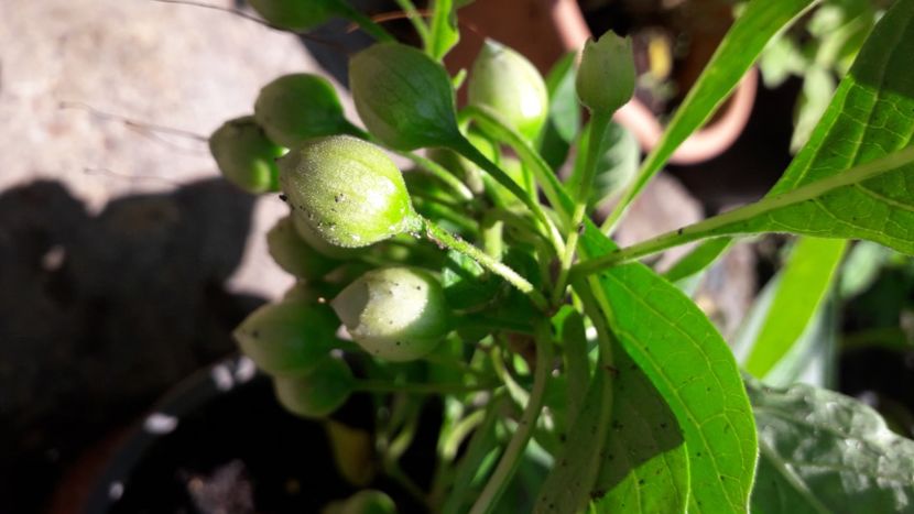  - Talmeș balmeș 2020