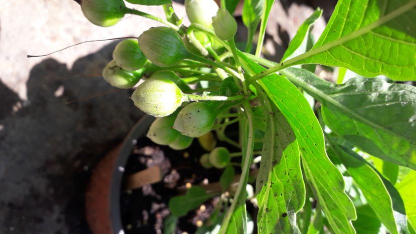  - Talmeș balmeș 2020