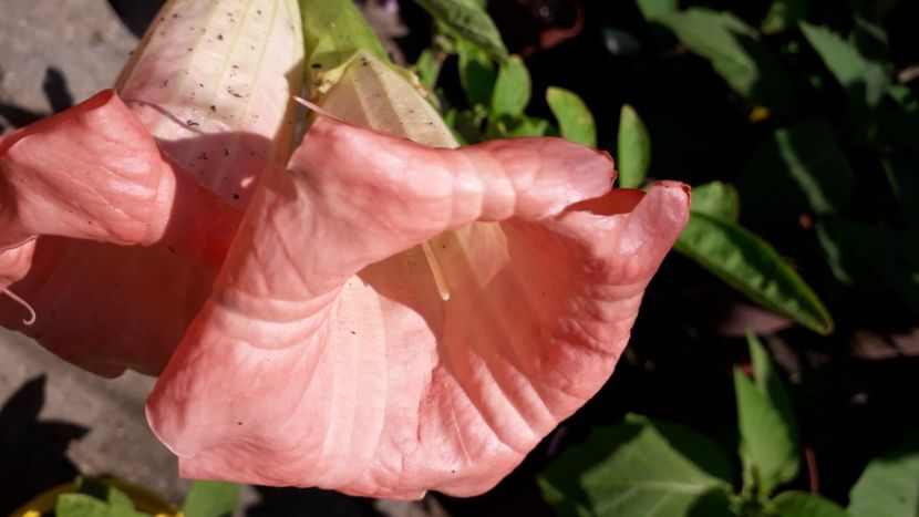  - Talmeș balmeș 2020