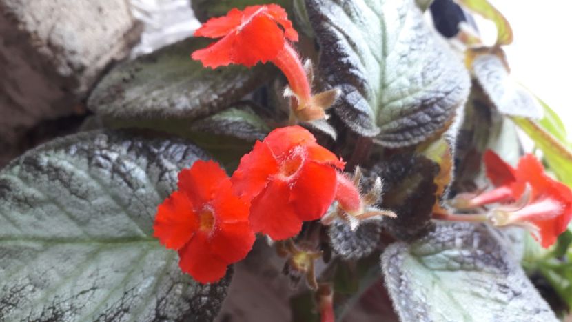  - Talmeș balmeș 2020