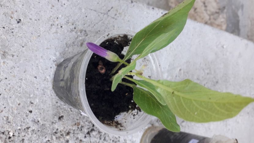  - Talmeș balmeș 2020