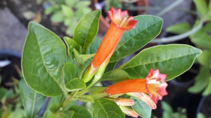  - Talmeș balmeș 2020