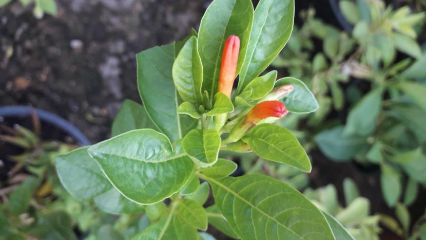  - Talmeș balmeș 2020